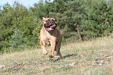 BULLMASTIFF 017